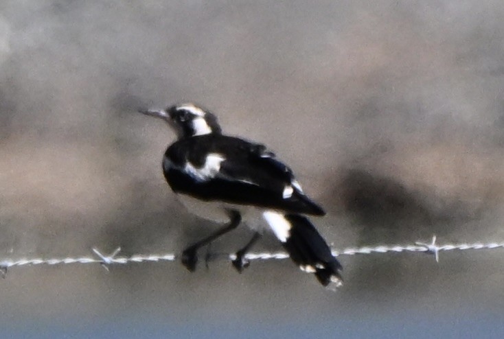 Magpie-lark - ML647062357