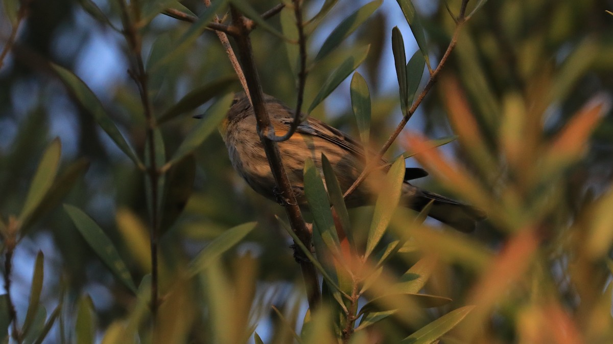 lesňáček žlutoskvrnný - ML647062359