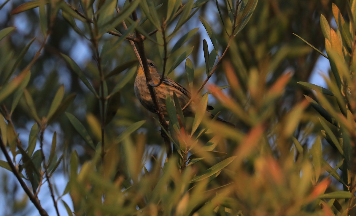 lesňáček žlutoskvrnný - ML647062360