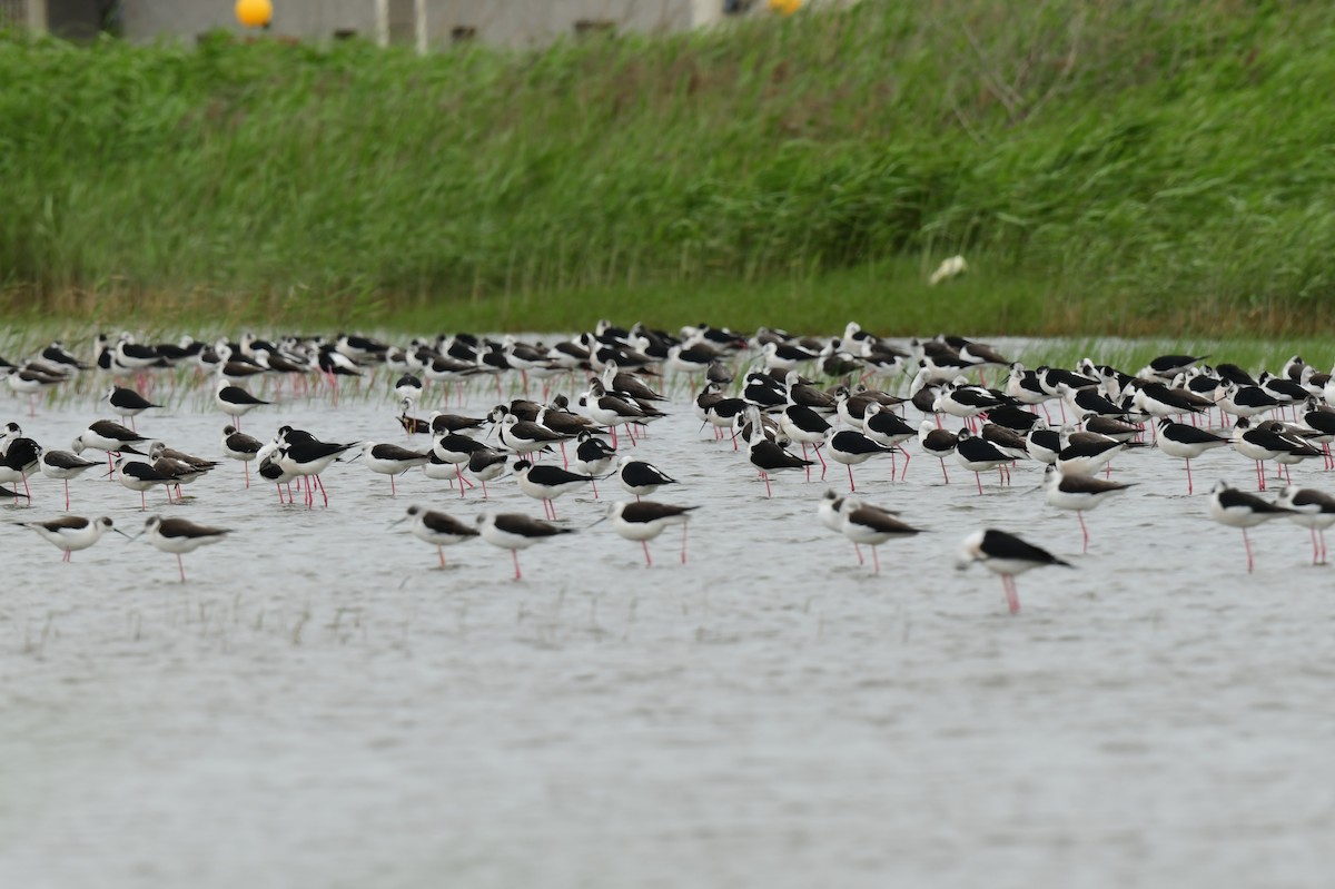 pisila čáponohá - ML647062363