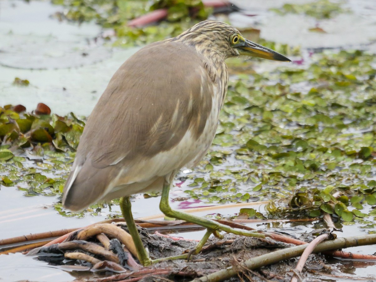 volavka hnědohřbetá - ML647062364