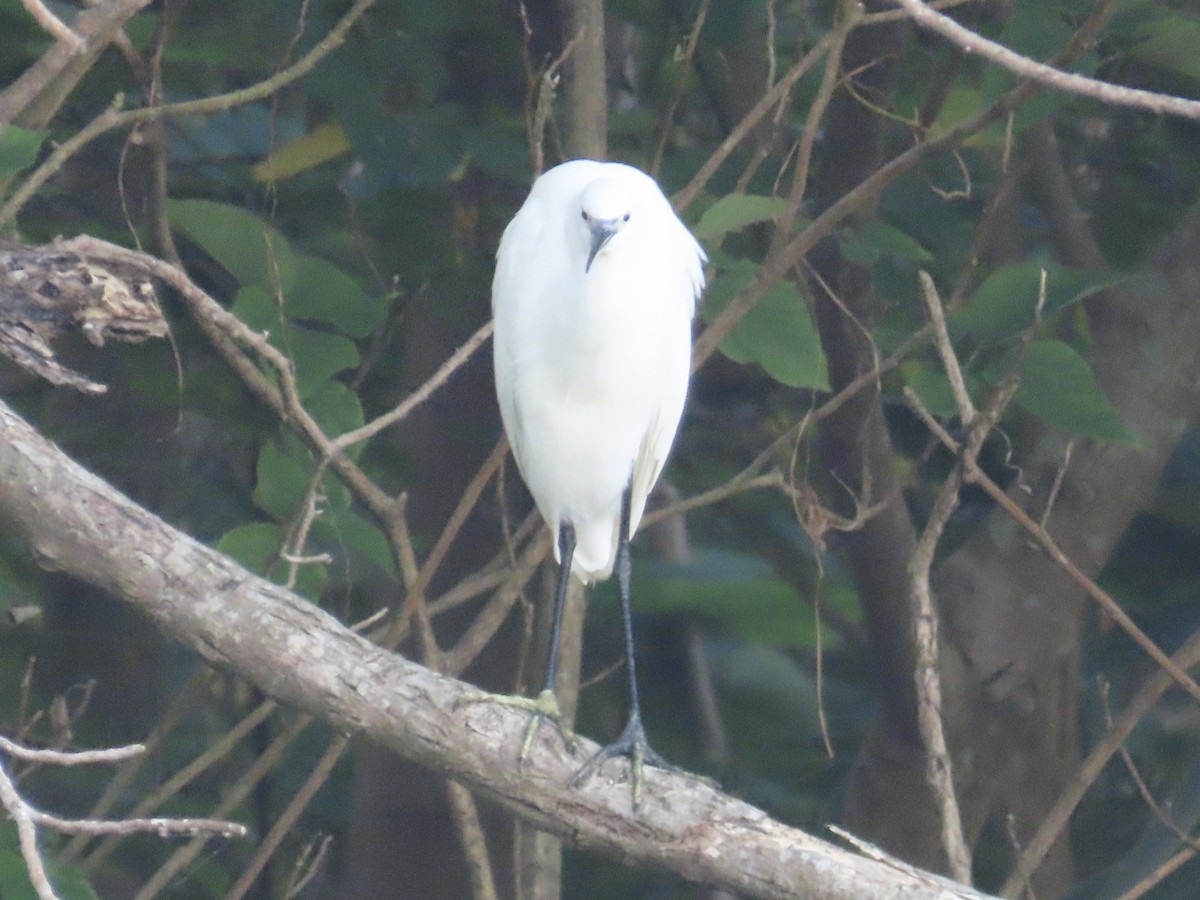 volavka stříbřitá - ML647062367