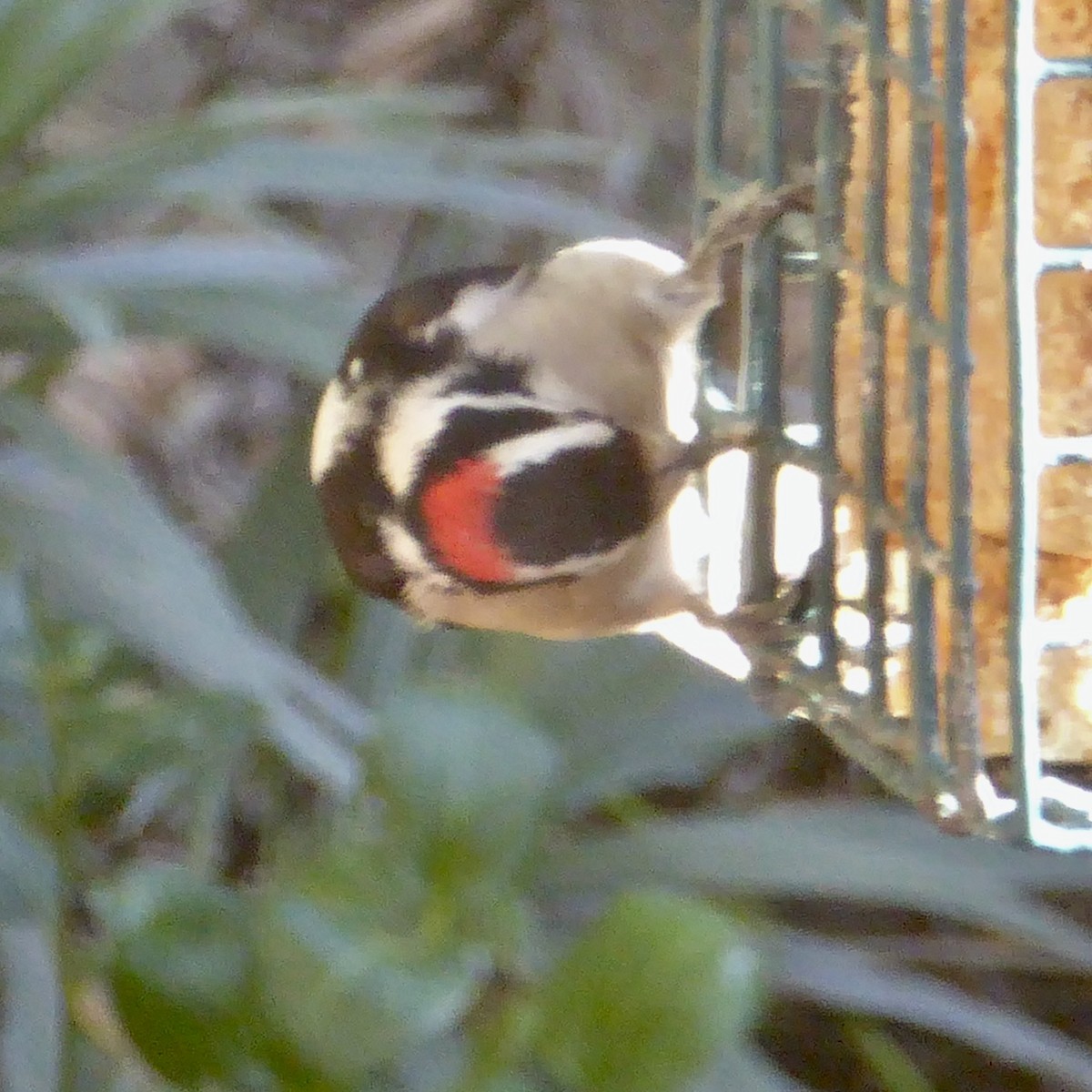 strakapoud osikový - ML647062372