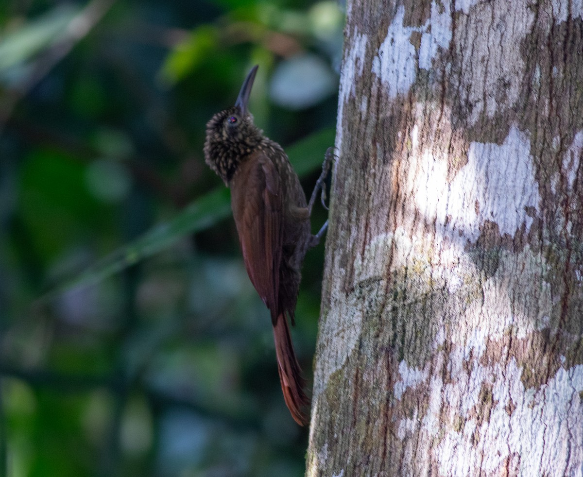 Cocoa Woodcreeper - ML647062375