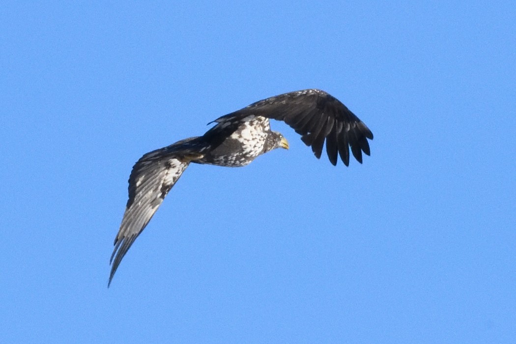 Белоголовый орлан - ML647062385