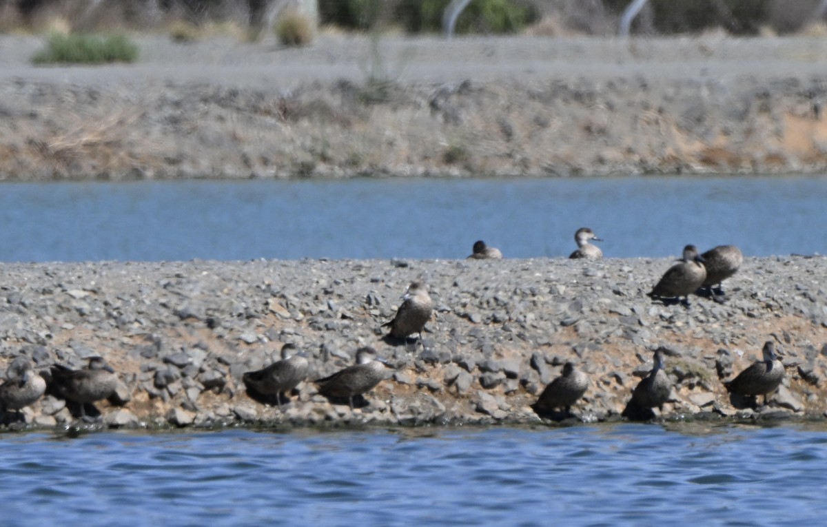 ハイイロコガモ - ML647062390