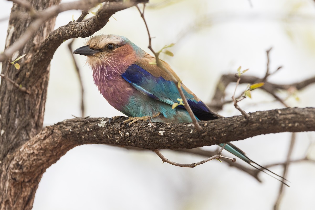 Lilac-breasted Roller - ML647062398