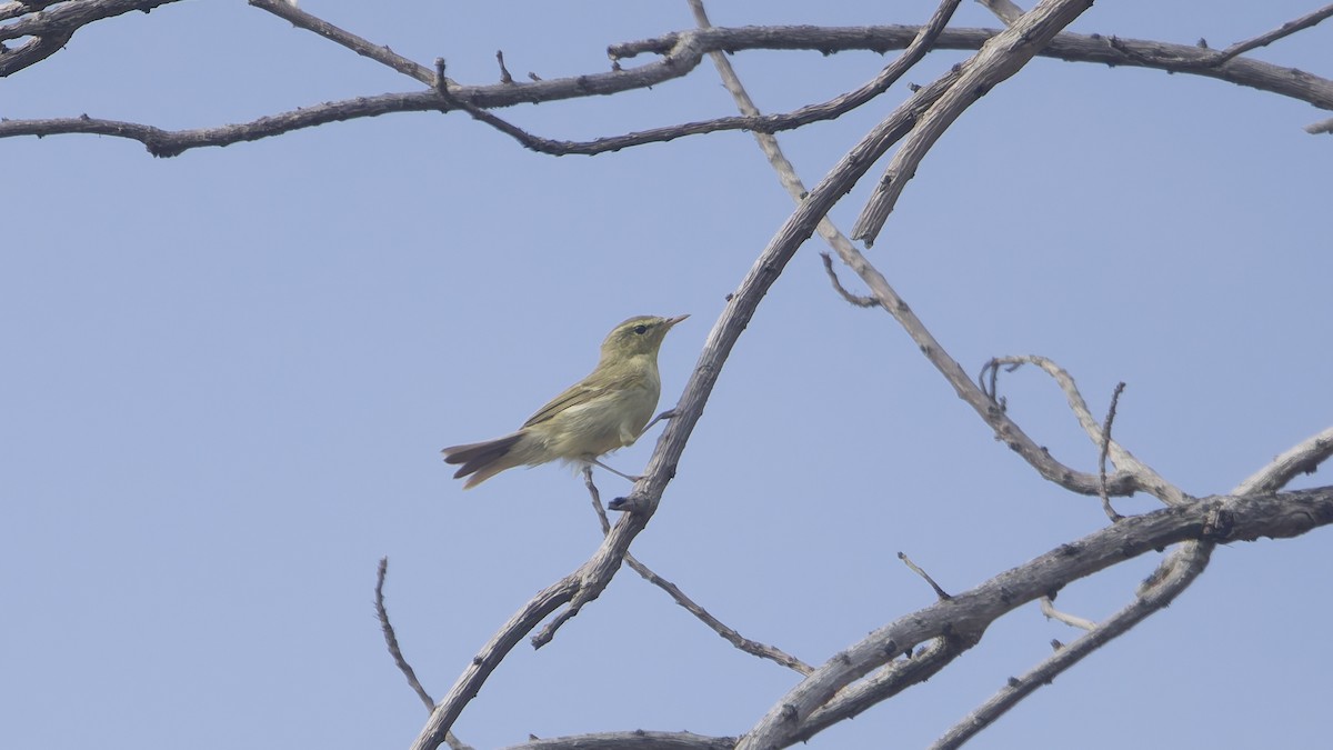 budníček zelený - ML647062400