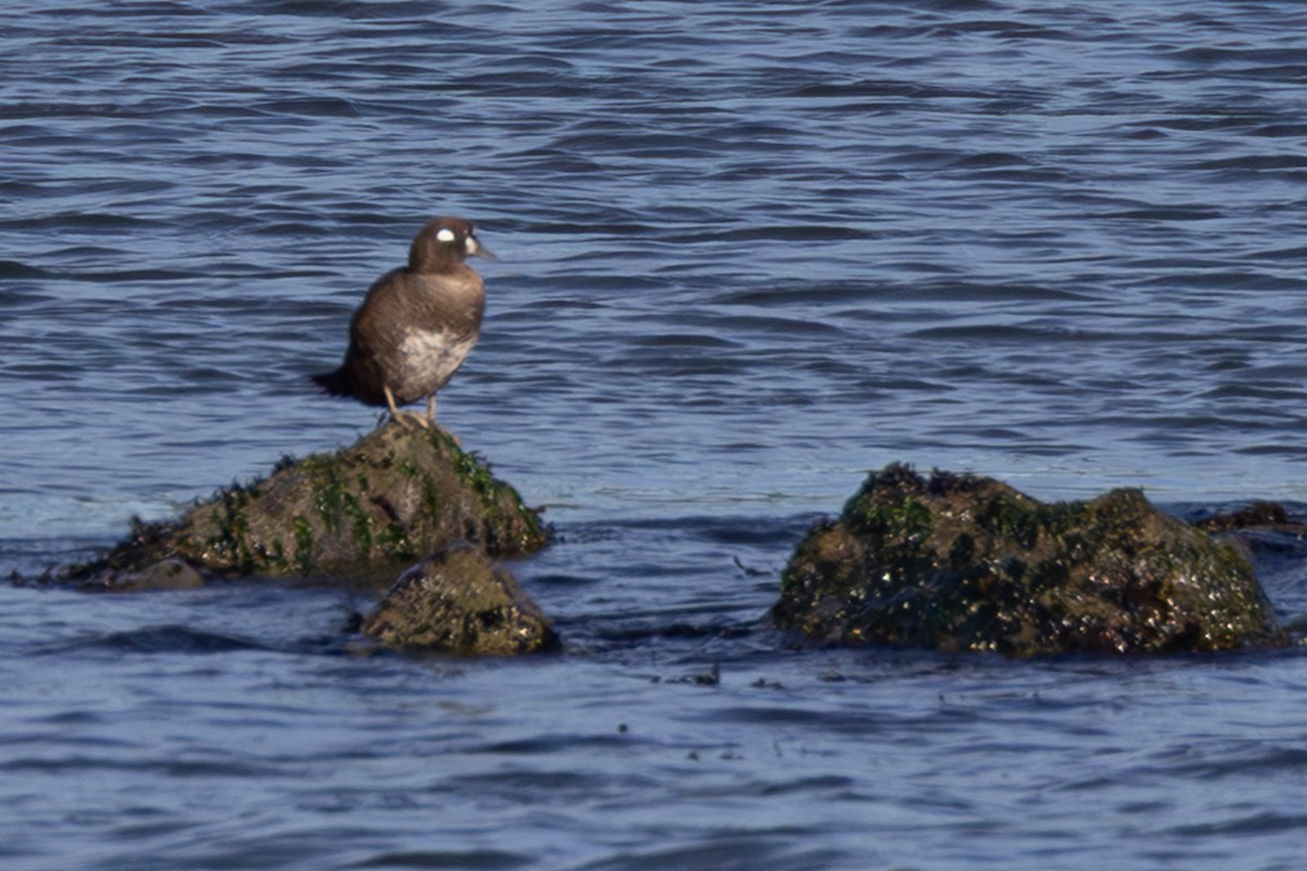 Harlequin Duck - ML647062405