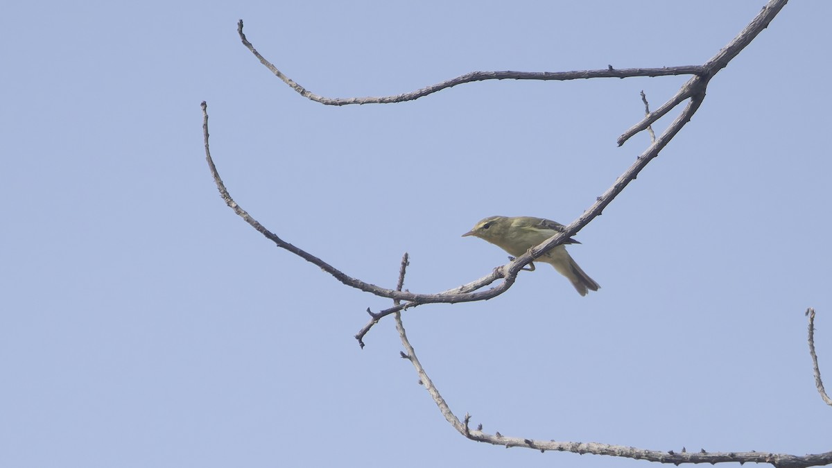 budníček zelený - ML647062406