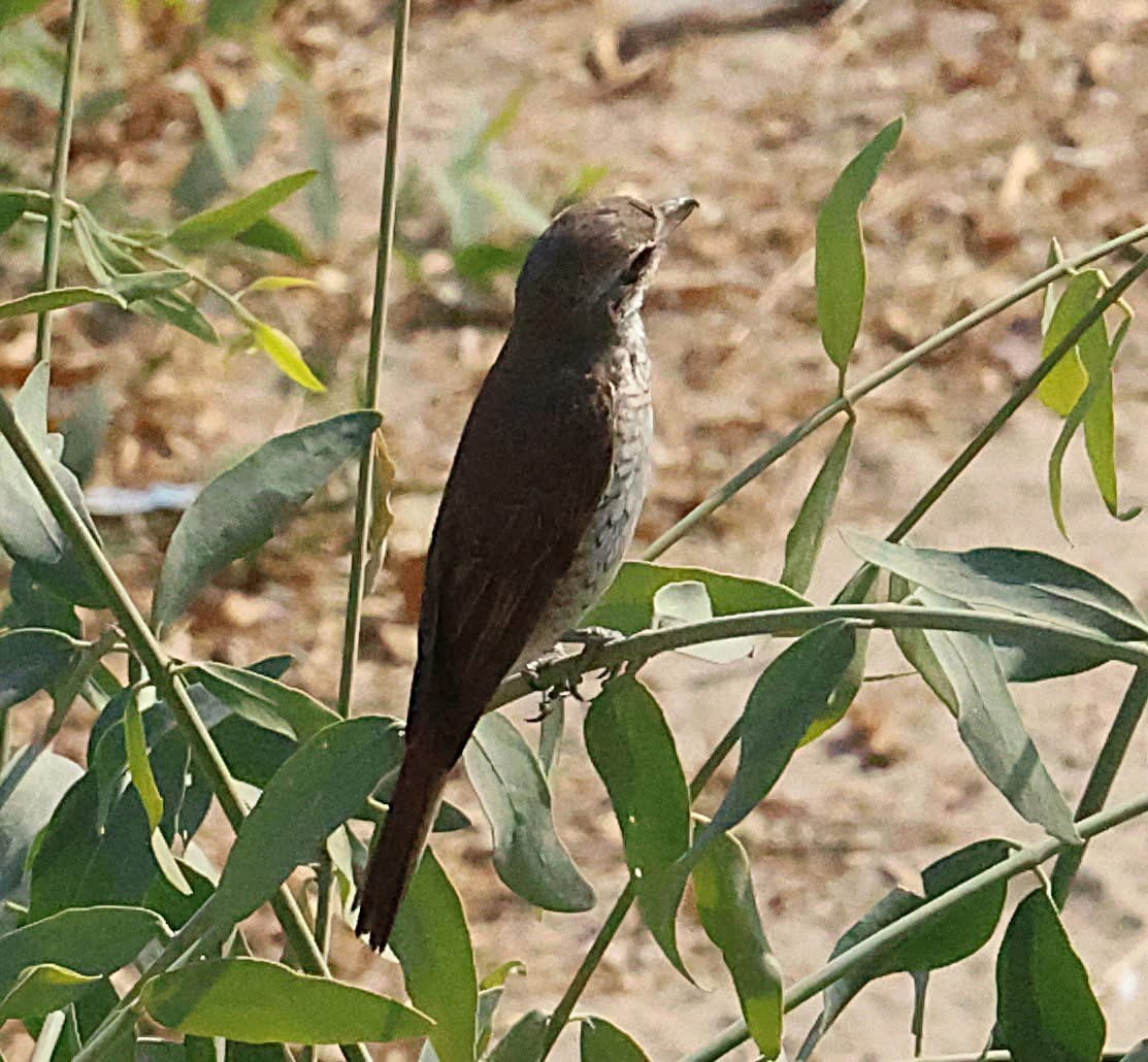 Red-tailed Shrike - ML647062436