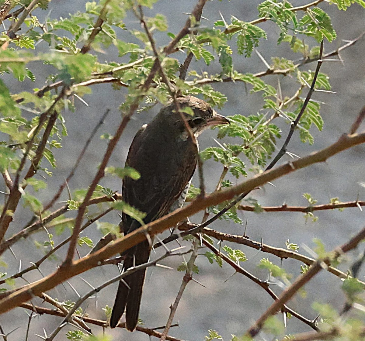 Red-tailed Shrike - ML647062437