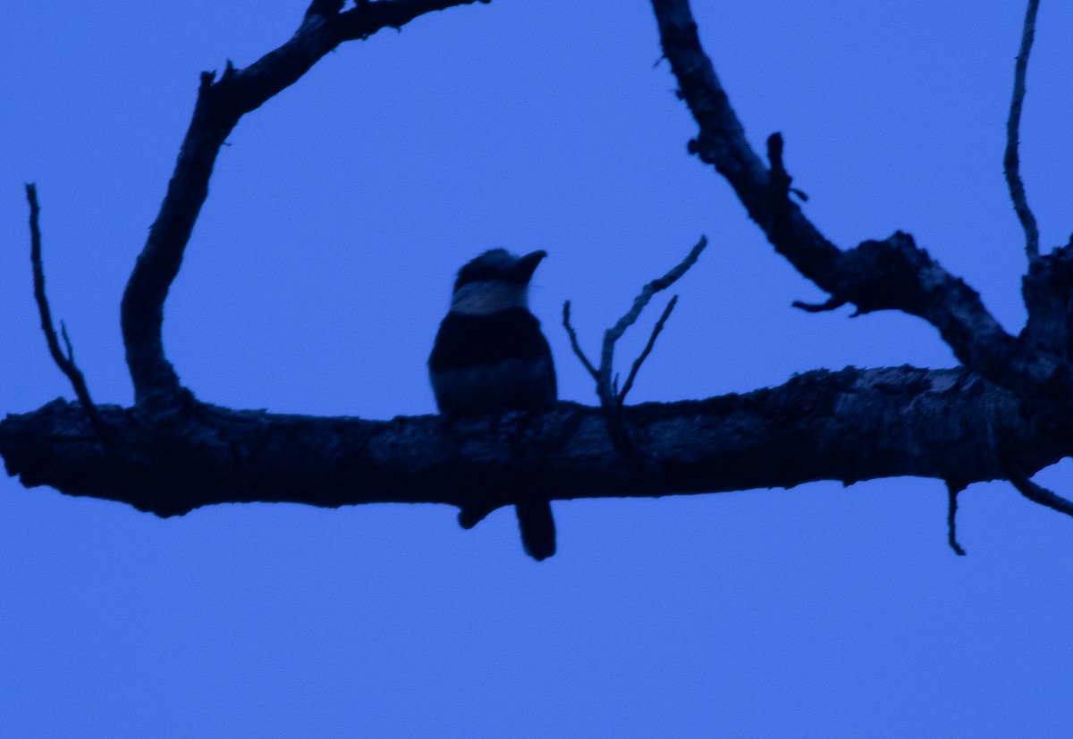 White-necked Puffbird - ML647062443
