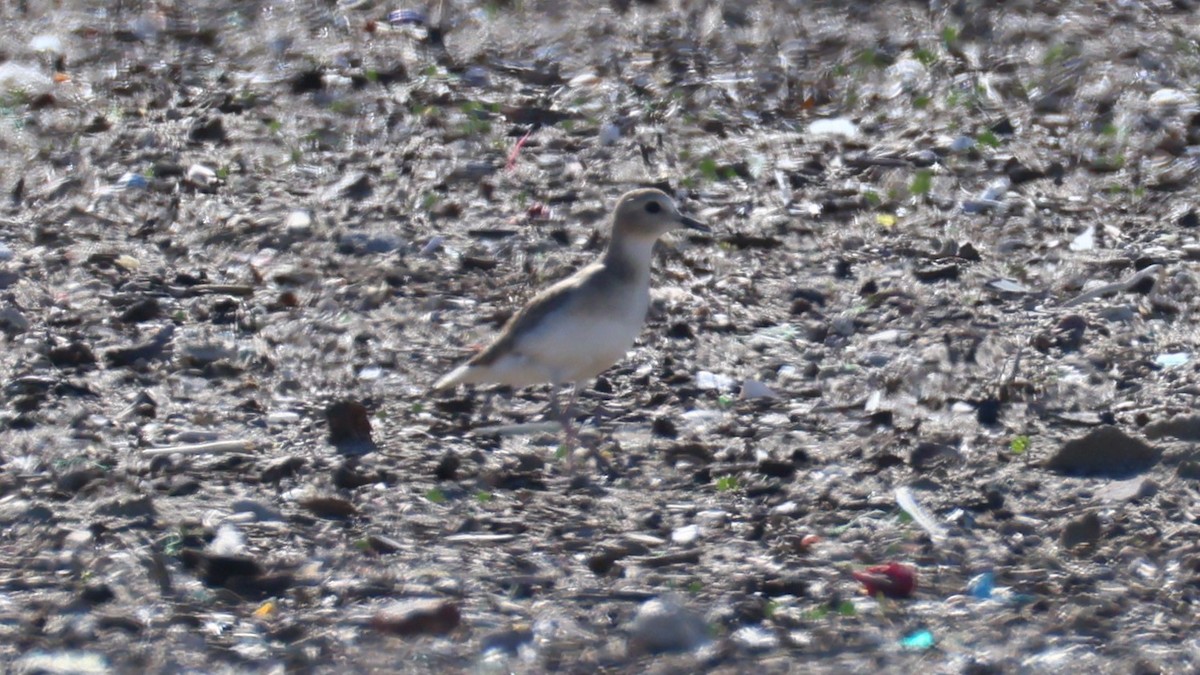 Горный зуёк - ML647062446