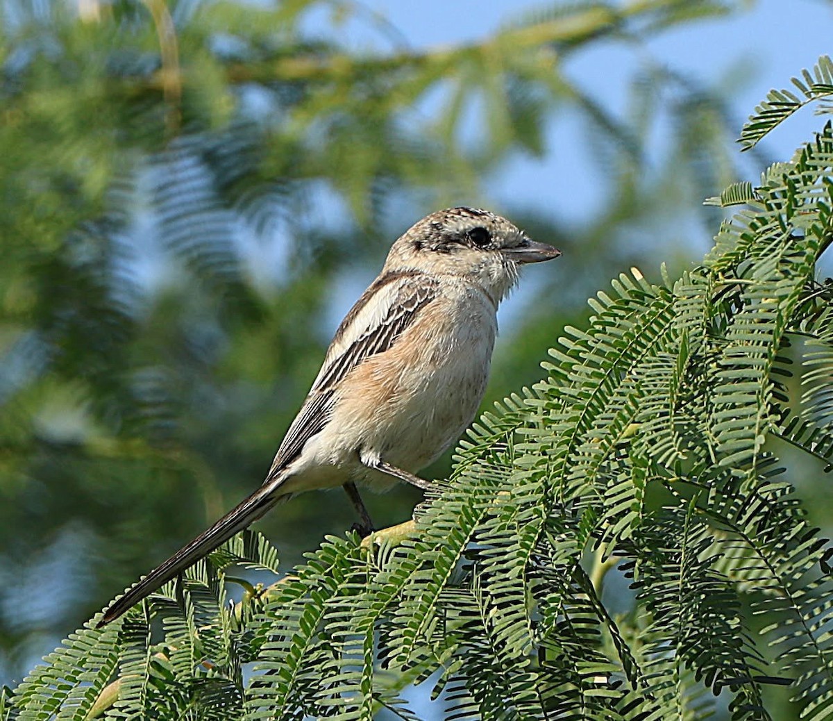 Masked Shrike - ML647062451