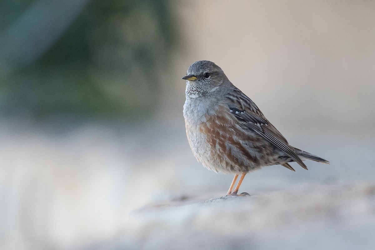 Alpine Accentor - ML647062455