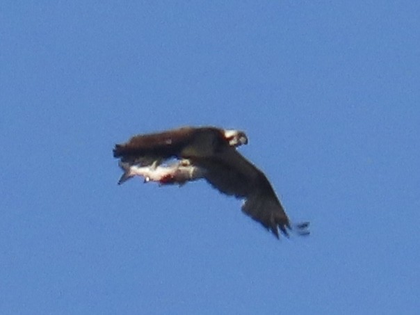 Скопа західна - ML647062477