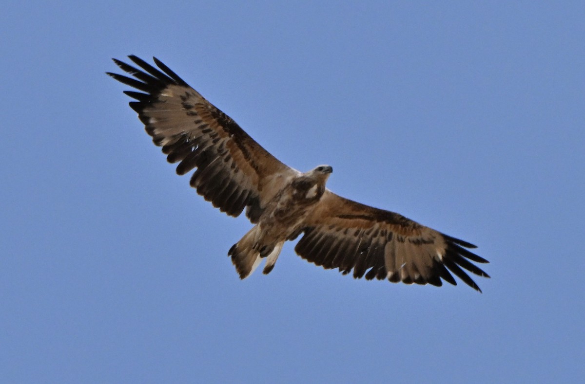 hvitbukhavørn - ML647062485