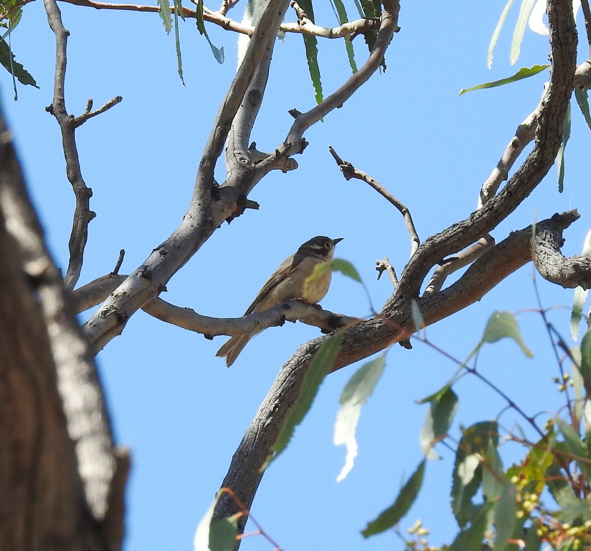 Brown-headed Honeyeater - ML647062494