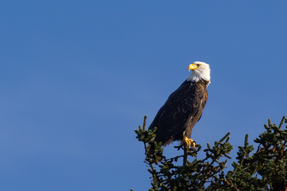 Белоголовый орлан - ML647062516