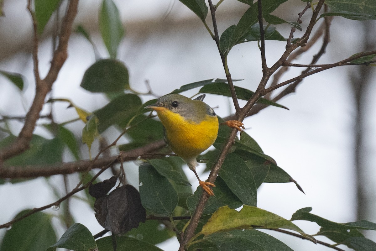 Tropical Parula - ML647062531