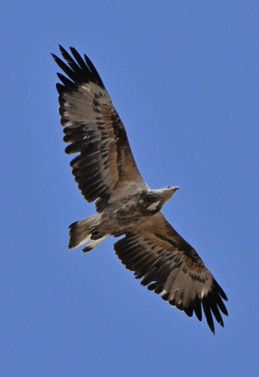 hvitbukhavørn - ML647062533