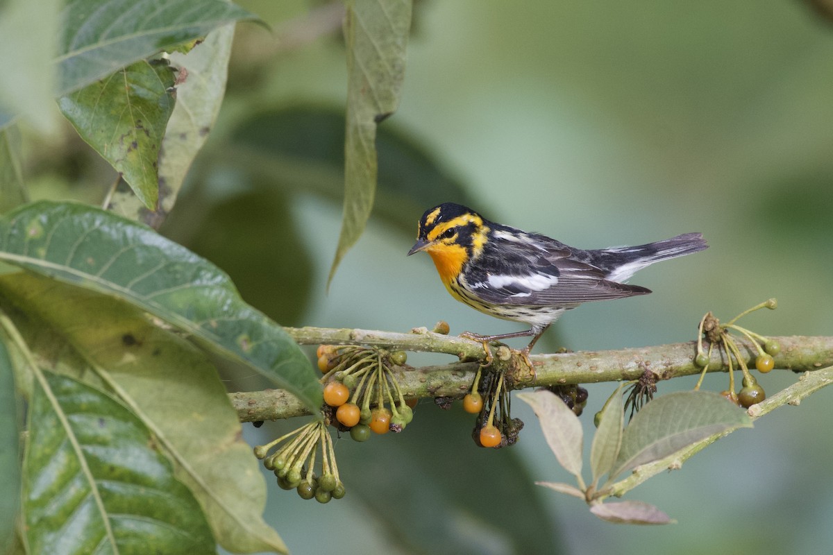 Fichtenwaldsänger - ML647062542