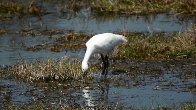 Kaşıkçı - ML647062556