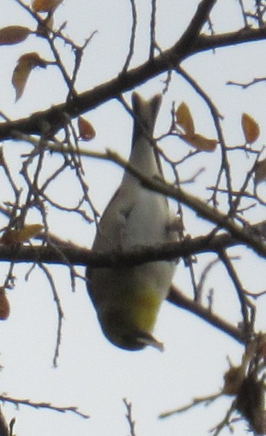 Altın İskete - ML647062559