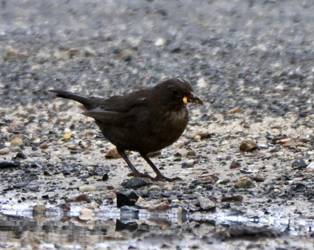 Eurasian Blackbird - ML647062560