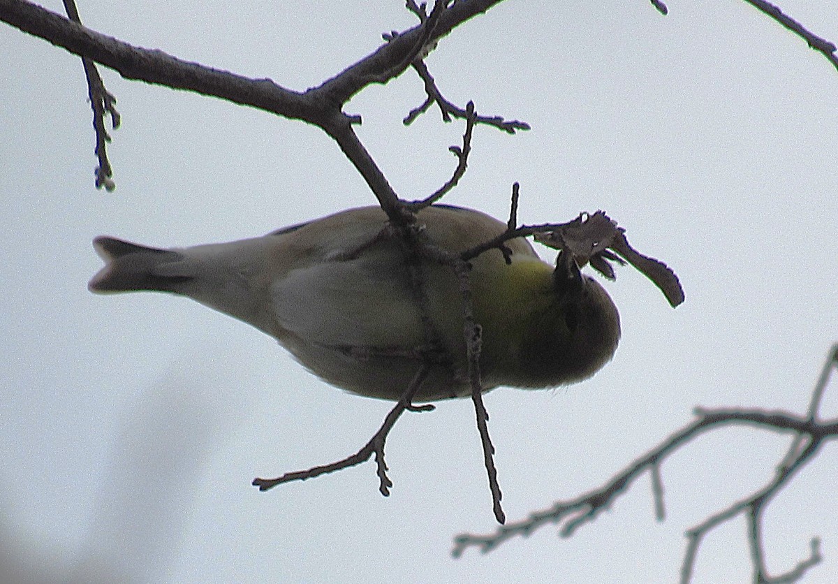 Altın İskete - ML647062565