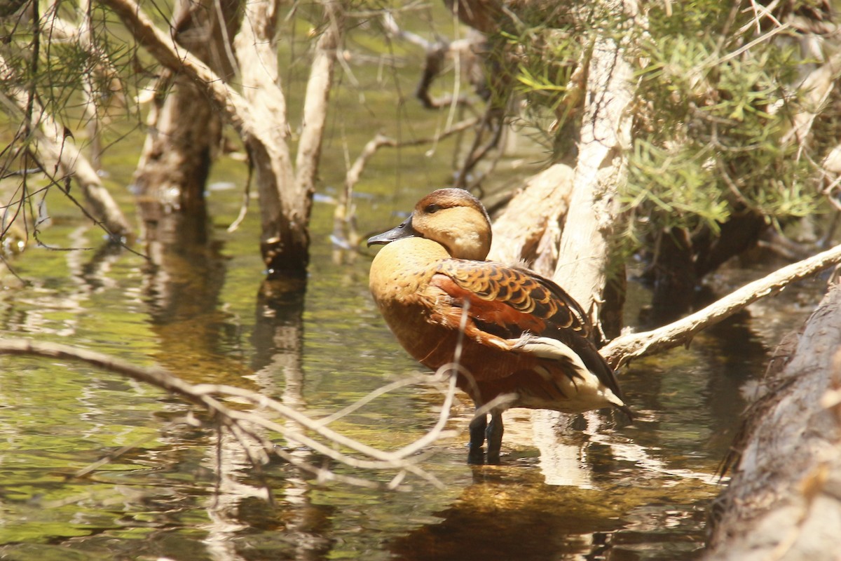 Dendrocygne à lunules - ML647062568