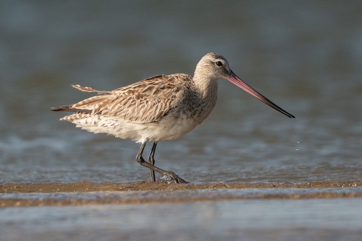 Хурган цууцал - ML647062576