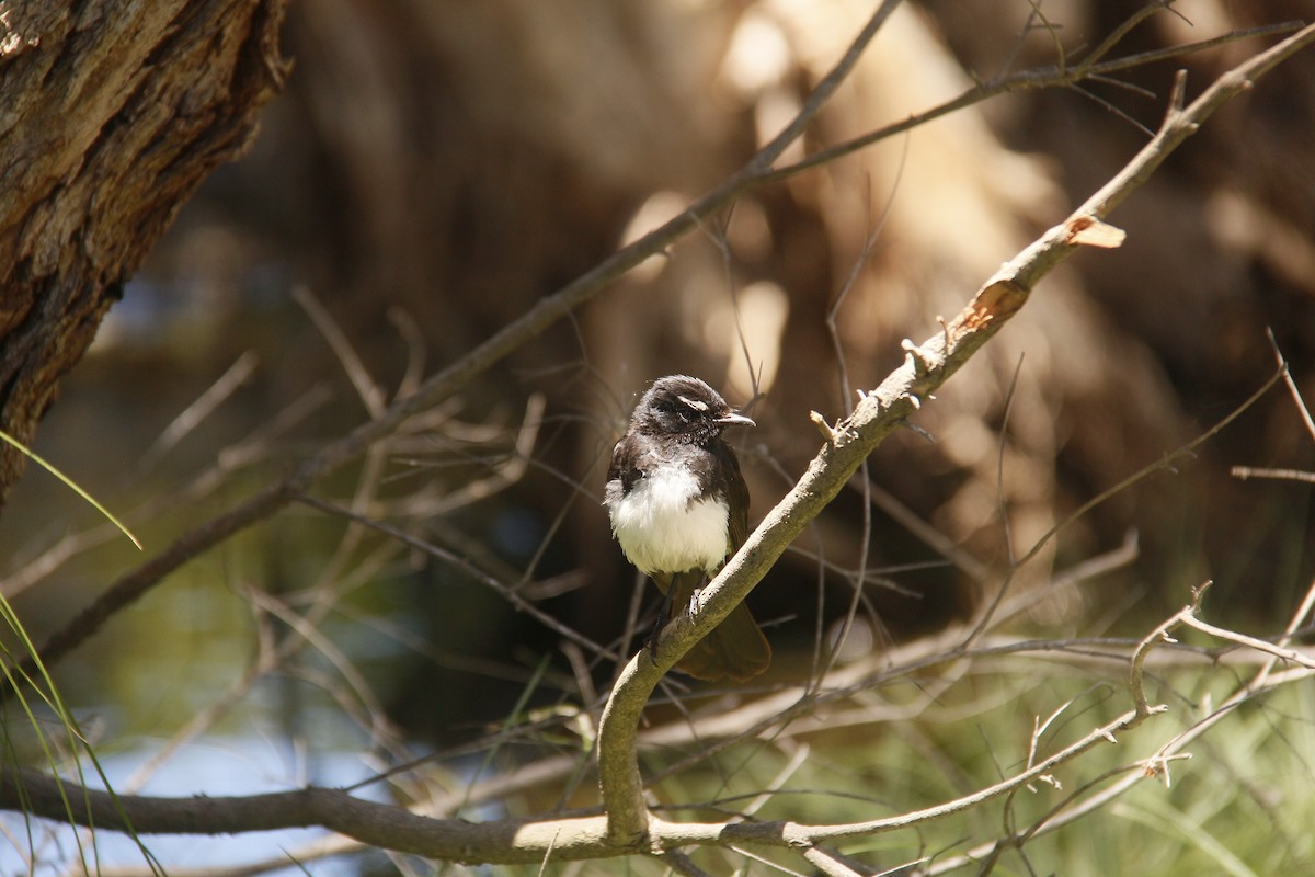 Willie-wagtail - ML647062577