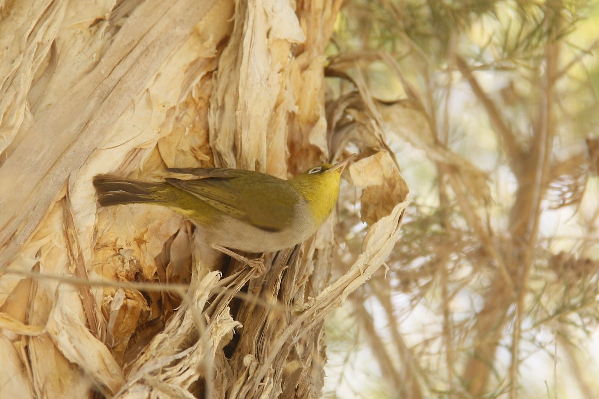 Silvereye - ML647062580