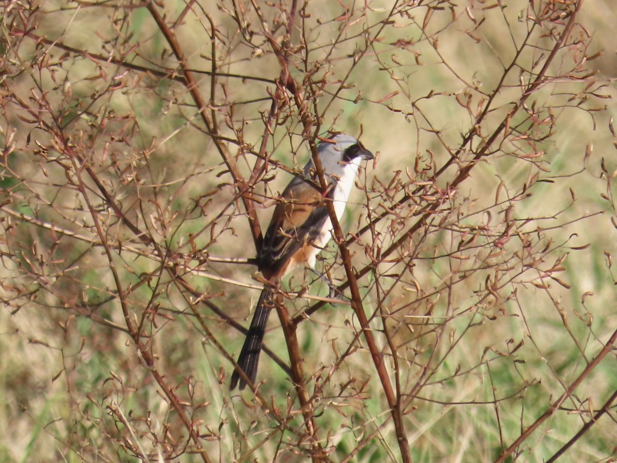 Antzandobi isats-luzea - ML647062582