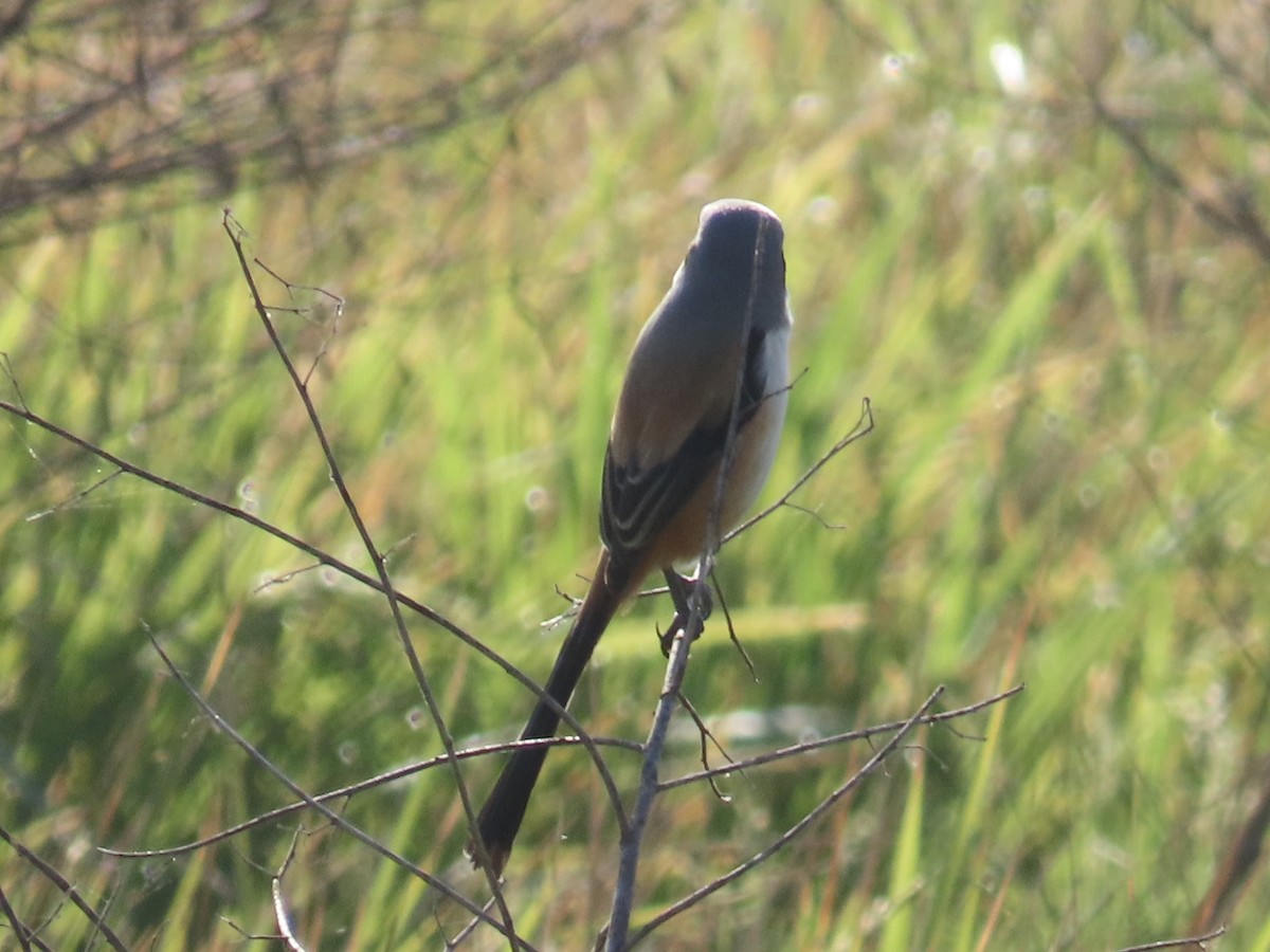 Antzandobi isats-luzea - ML647062583