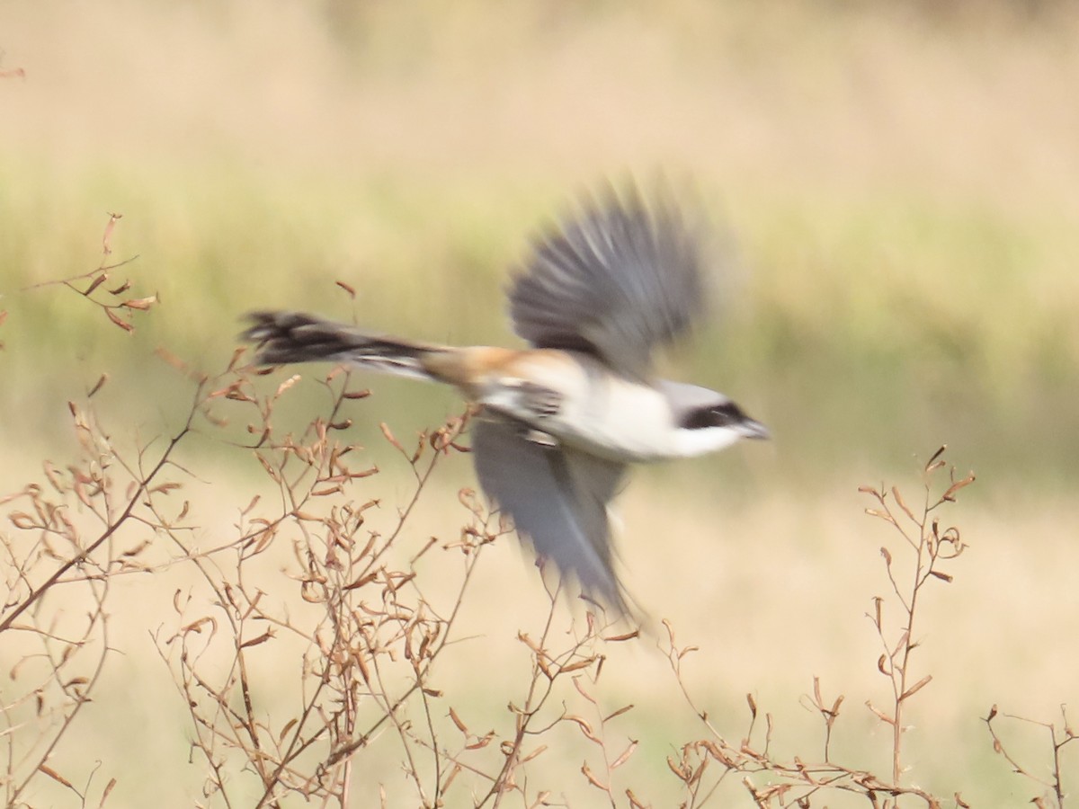 Antzandobi isats-luzea - ML647062584