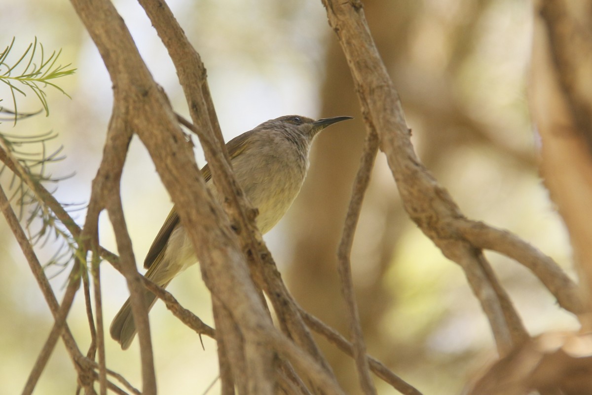 medosavka hnědavá - ML647062585