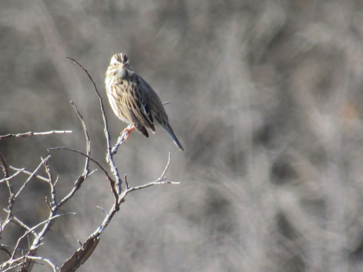 Пасовник савановий - ML647062586