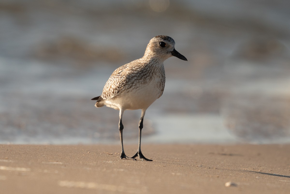 tundralo - ML647062593