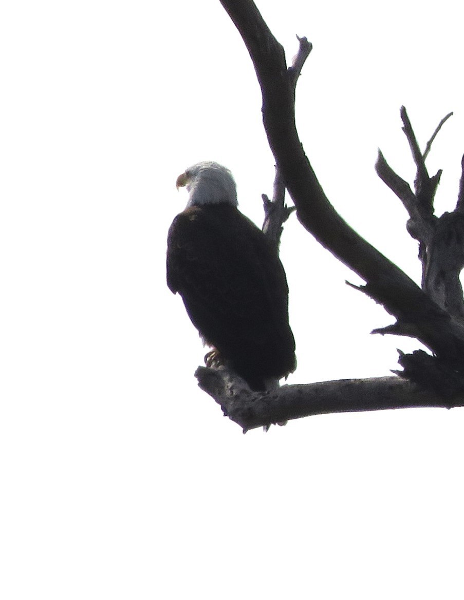 Белоголовый орлан - ML647062595