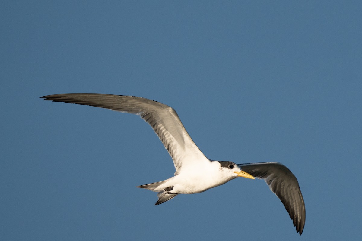 שחפית צהובת-מקור - ML647062597