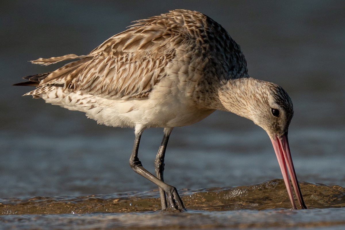 Хурган цууцал - ML647062601