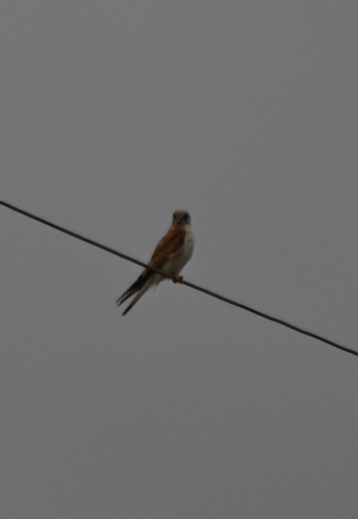 オーストラリアチョウゲンボウ - ML647062613