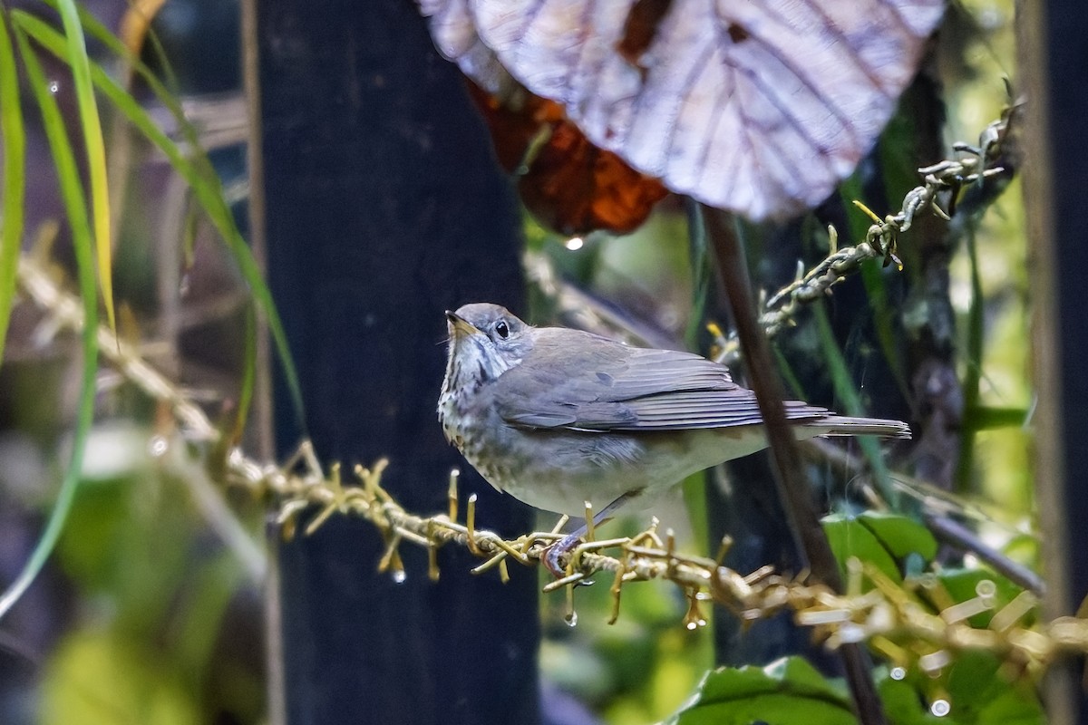 Grauwangen-Musendrossel - ML647062617