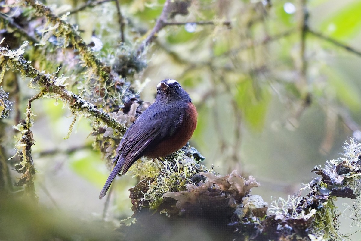 Chestnut-bellied Chat-Tyrant - ML647062618