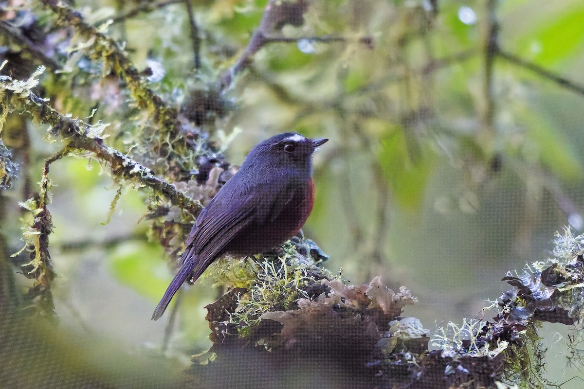Chestnut-bellied Chat-Tyrant - ML647062620