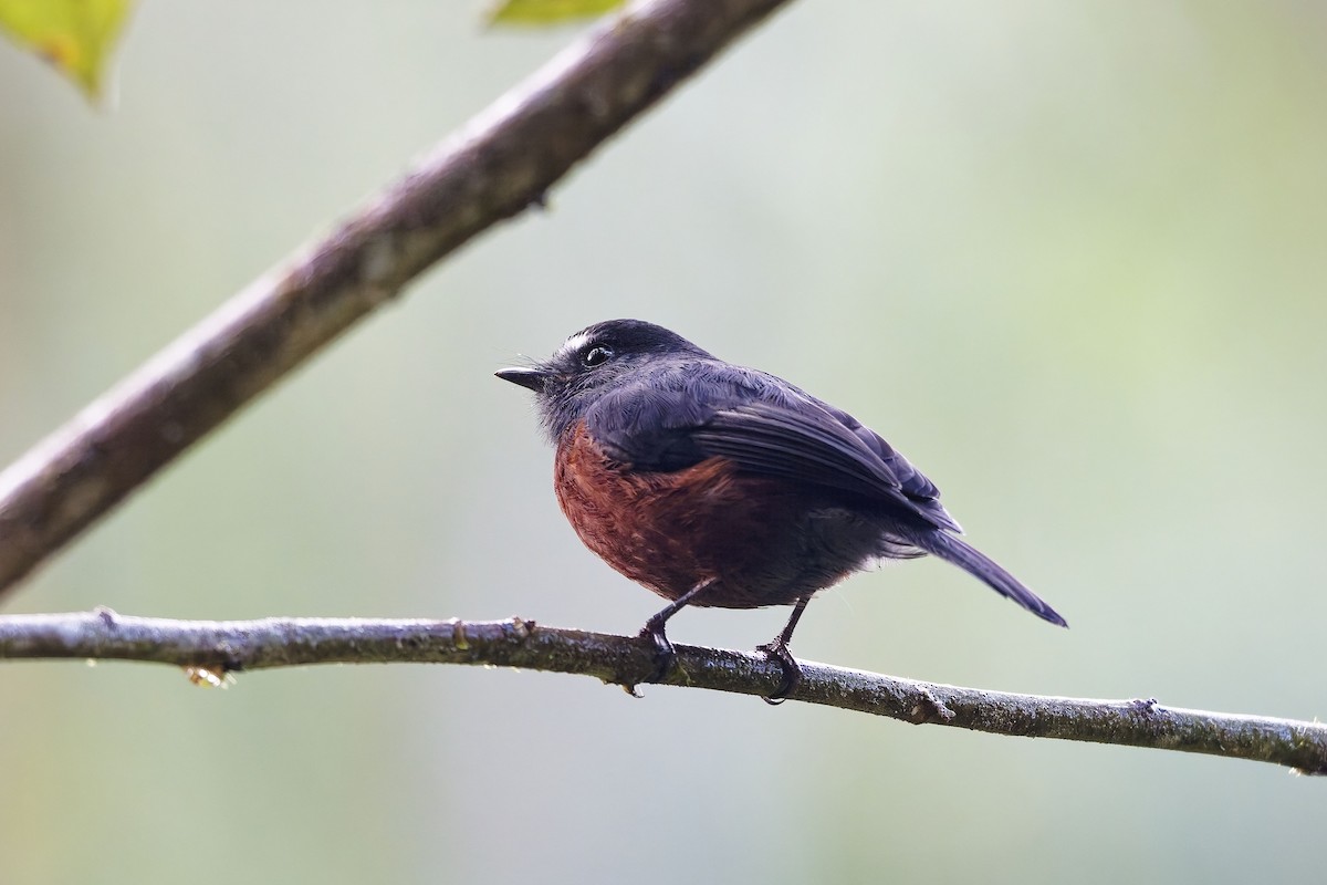 Chestnut-bellied Chat-Tyrant - ML647062623