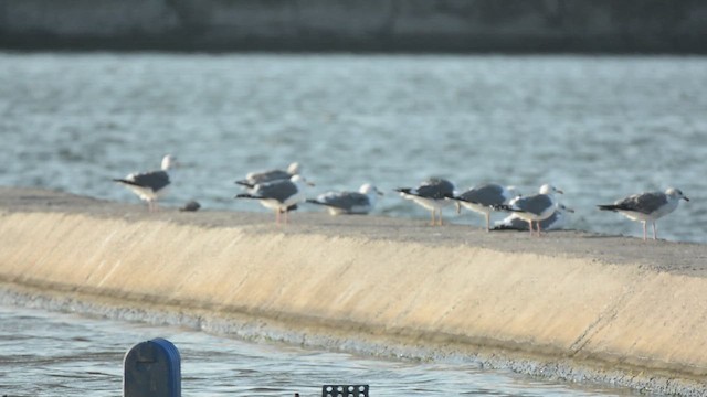 Doğu/Orta Asya Gümüş Martısı - ML647062631